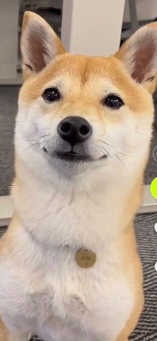 Kitsu, a real Shiba Inu, wearing a round collar tag engraved KITSU